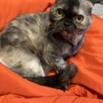Thumbnail of new posts 024