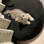 Thumbnail of new posts 153